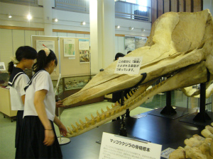 名古屋大学博物館訪問